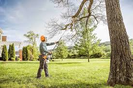 Professional Tree Removal and Landscaping Services in Calipatria, CA